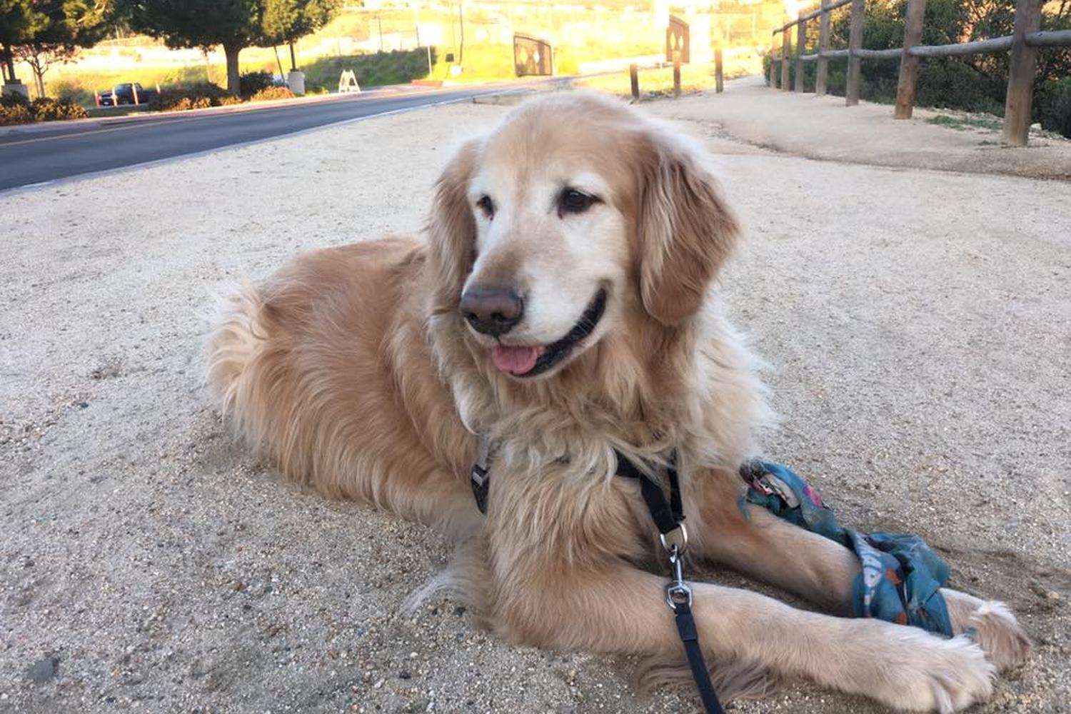 I Love My Happy Dogs 0