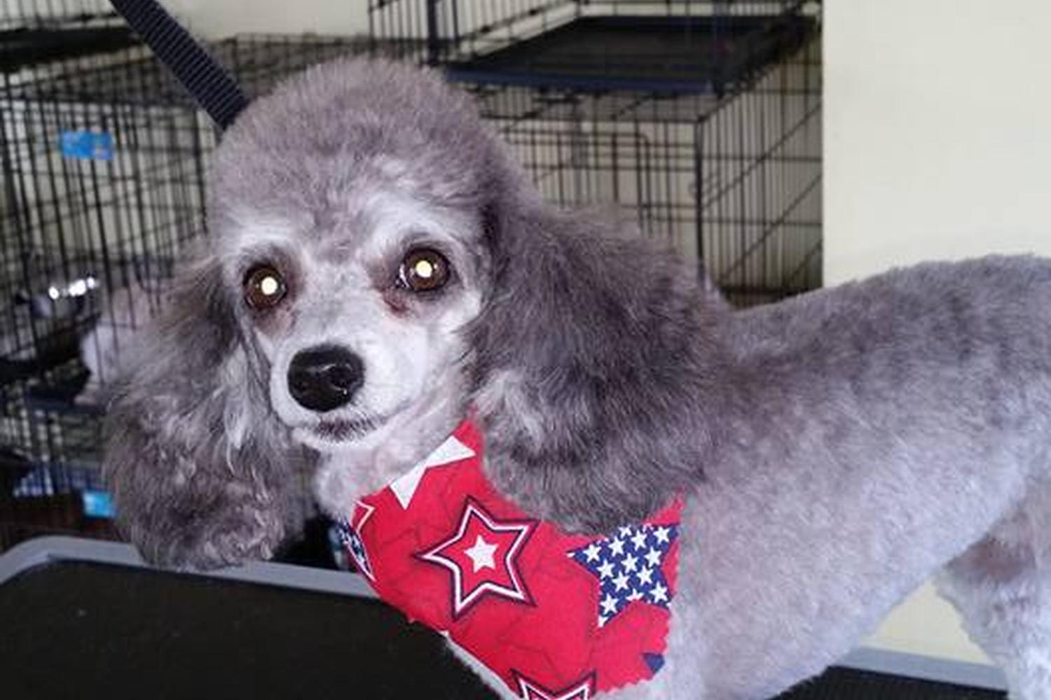 Four Paws Pet Salon 5