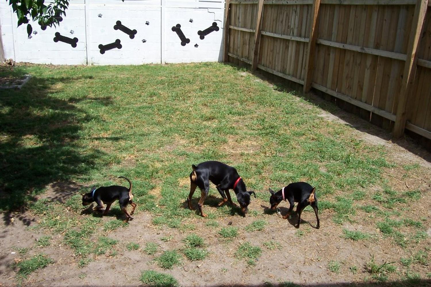 Animal Resort & Spa, LLC 4