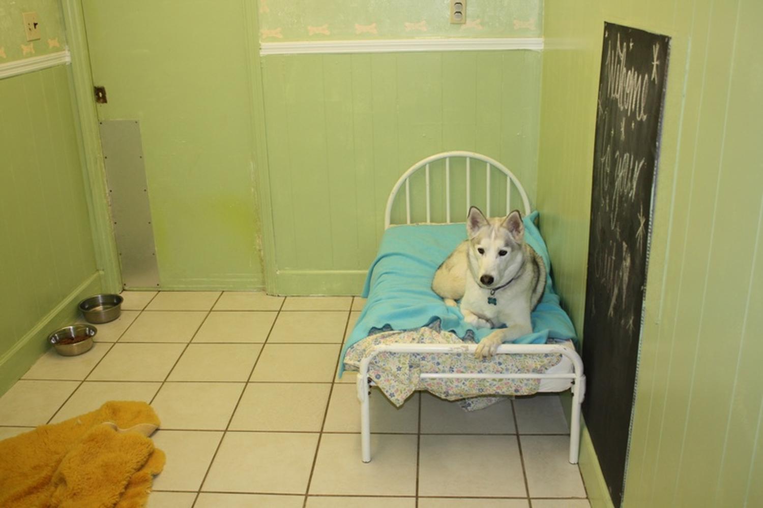 Animal Resort & Spa, LLC 5