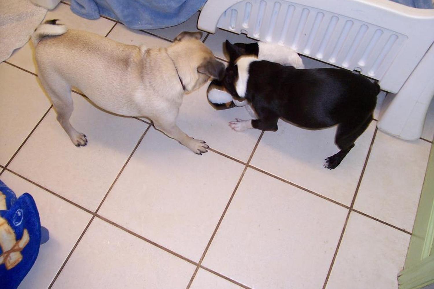 Animal Resort & Spa, LLC 3