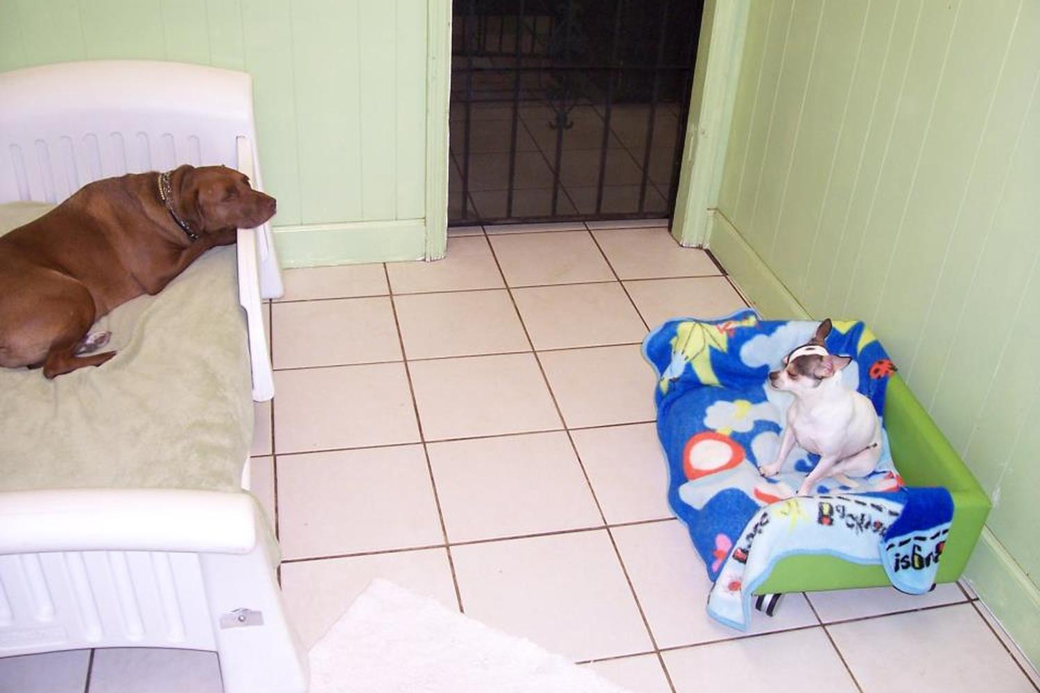 Animal Resort & Spa, LLC 1