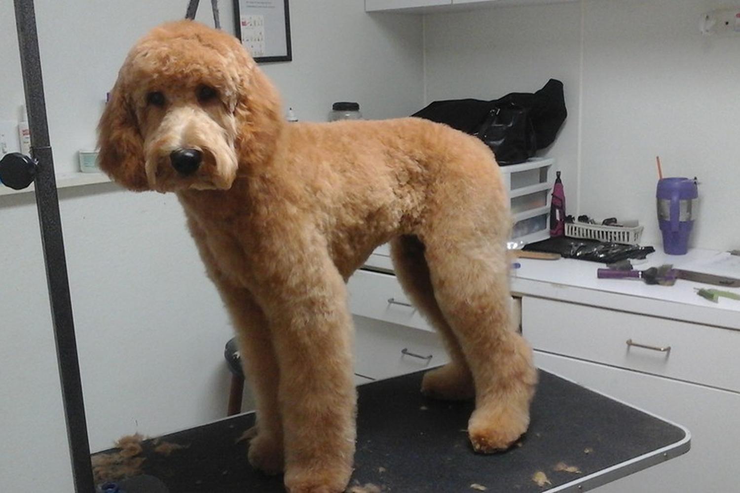 Animal Resort & Spa, LLC 0