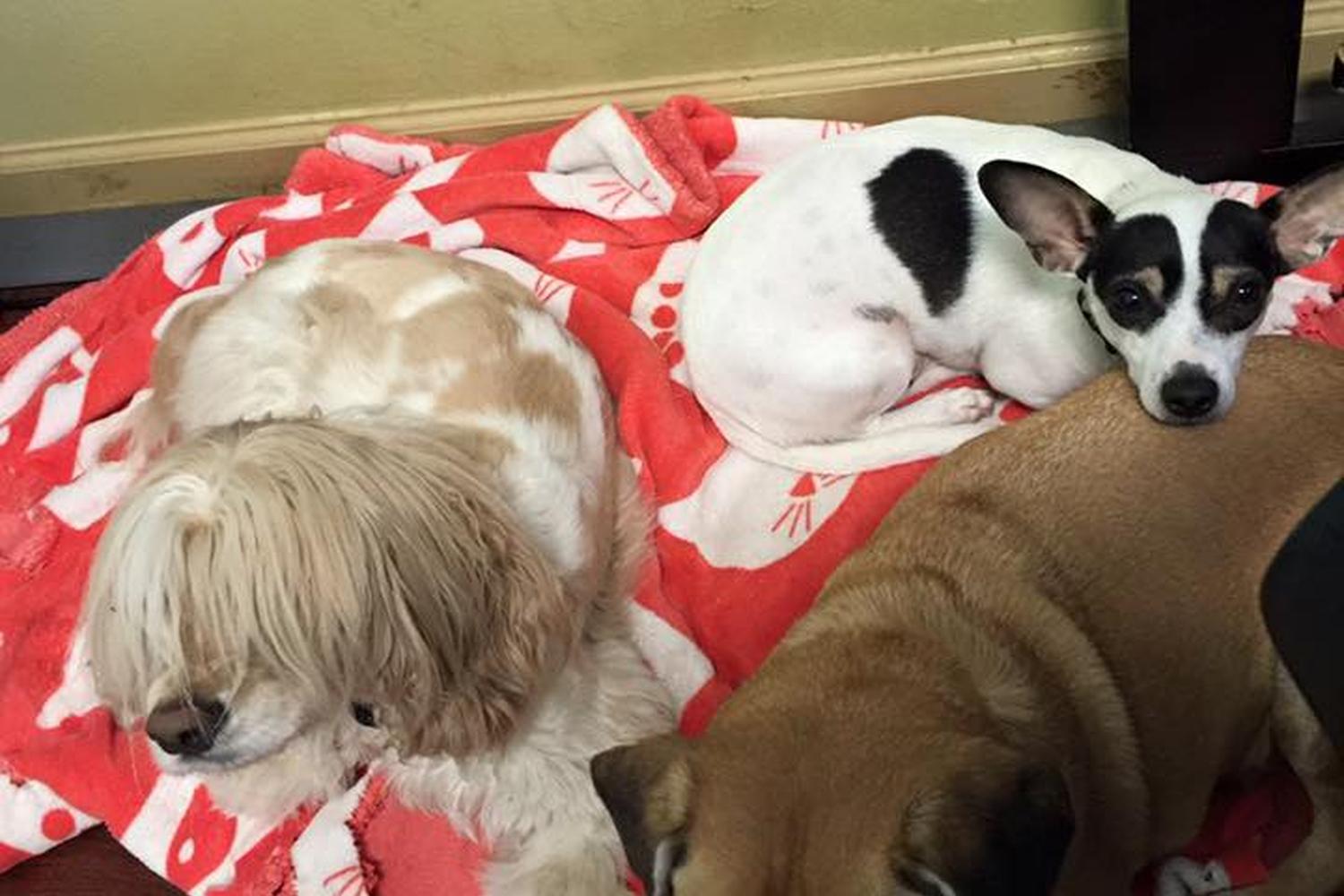 Mid City Animal House Dog Daycare & Boarding 4