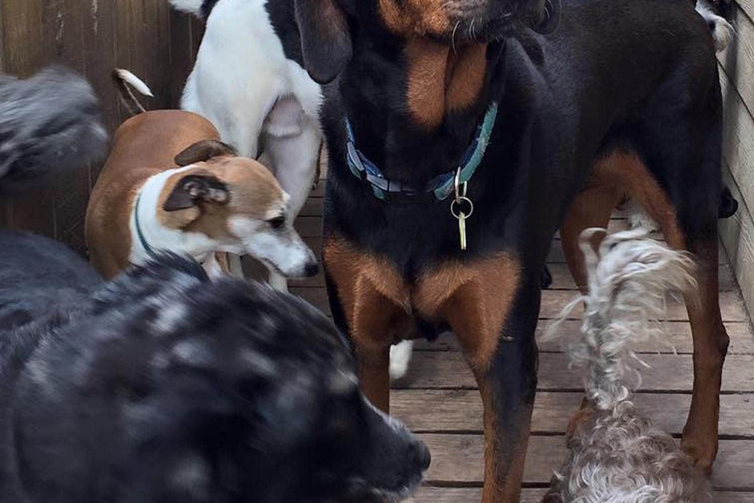 Mid City Animal House Dog Daycare & Boarding 2