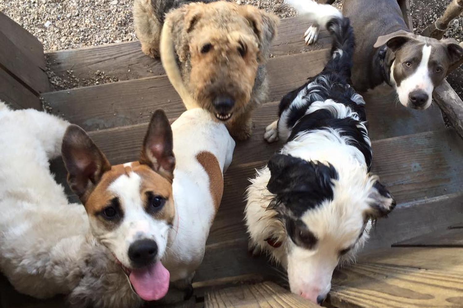 Mid City Animal House Dog Daycare & Boarding 3