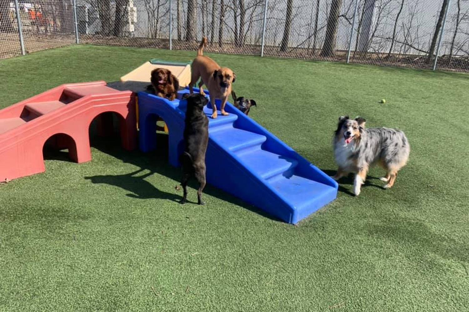 Pampered Pets Bed & Biscuit 1