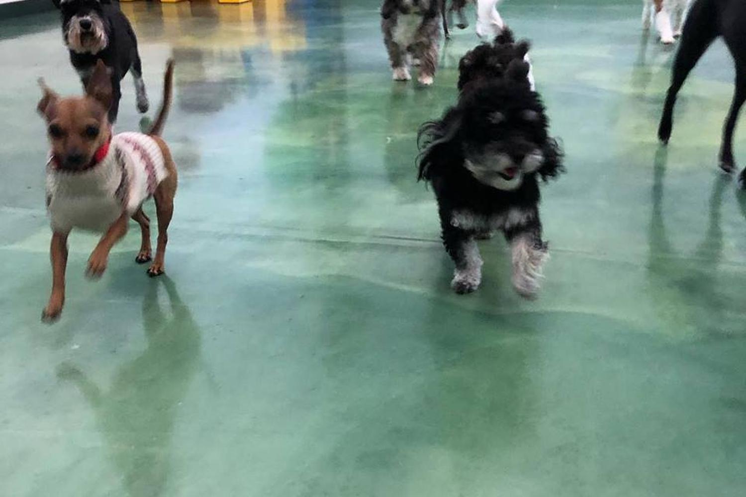 Paws & Claws Pet Resort 1