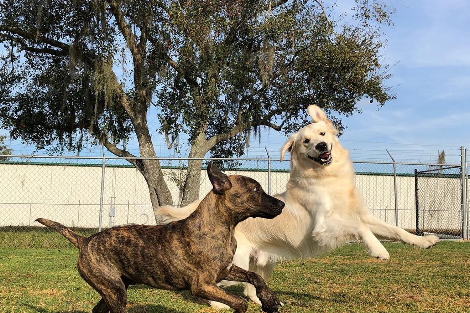 Paws & Claws Pet Resort 0