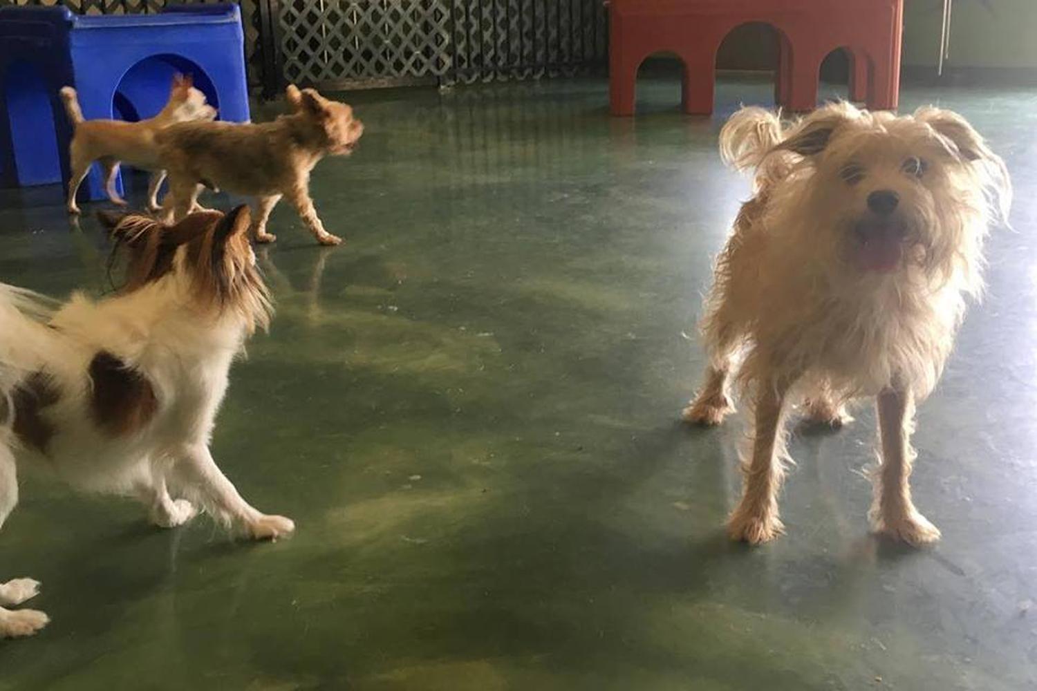 Paws & Claws Pet Resort 2