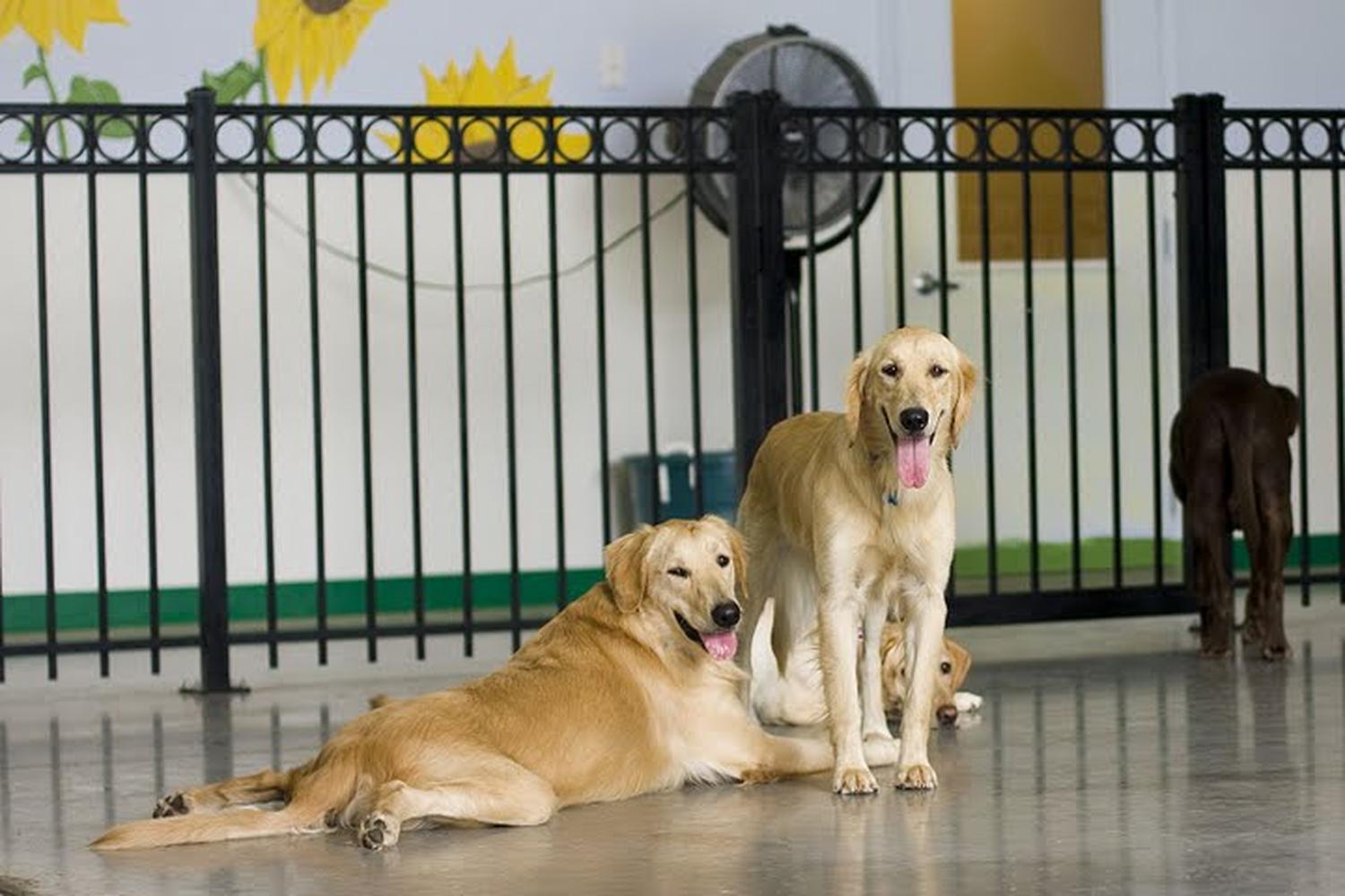 Paws & Claws Pet Resort 3