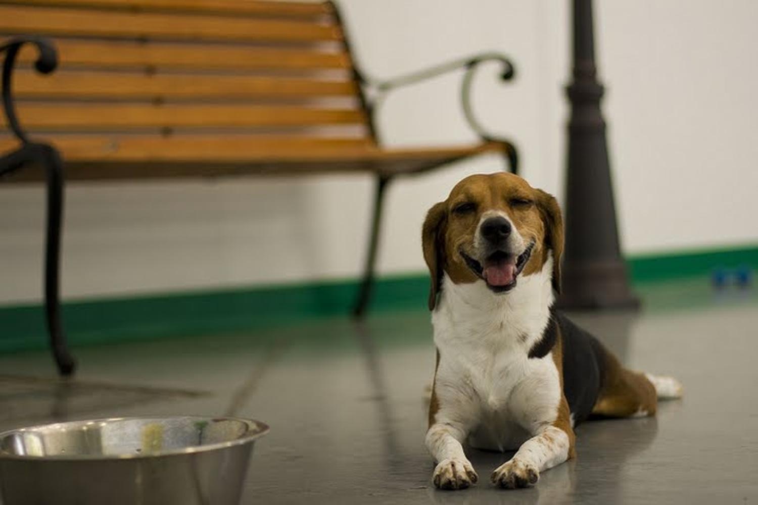 Paws & Claws Pet Resort 4