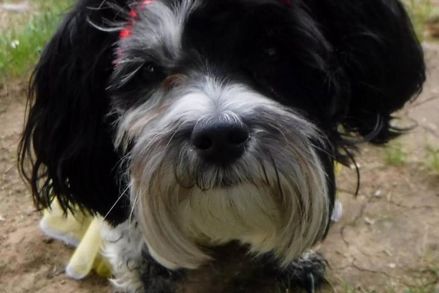 Boxers Bed & Biscuits 3