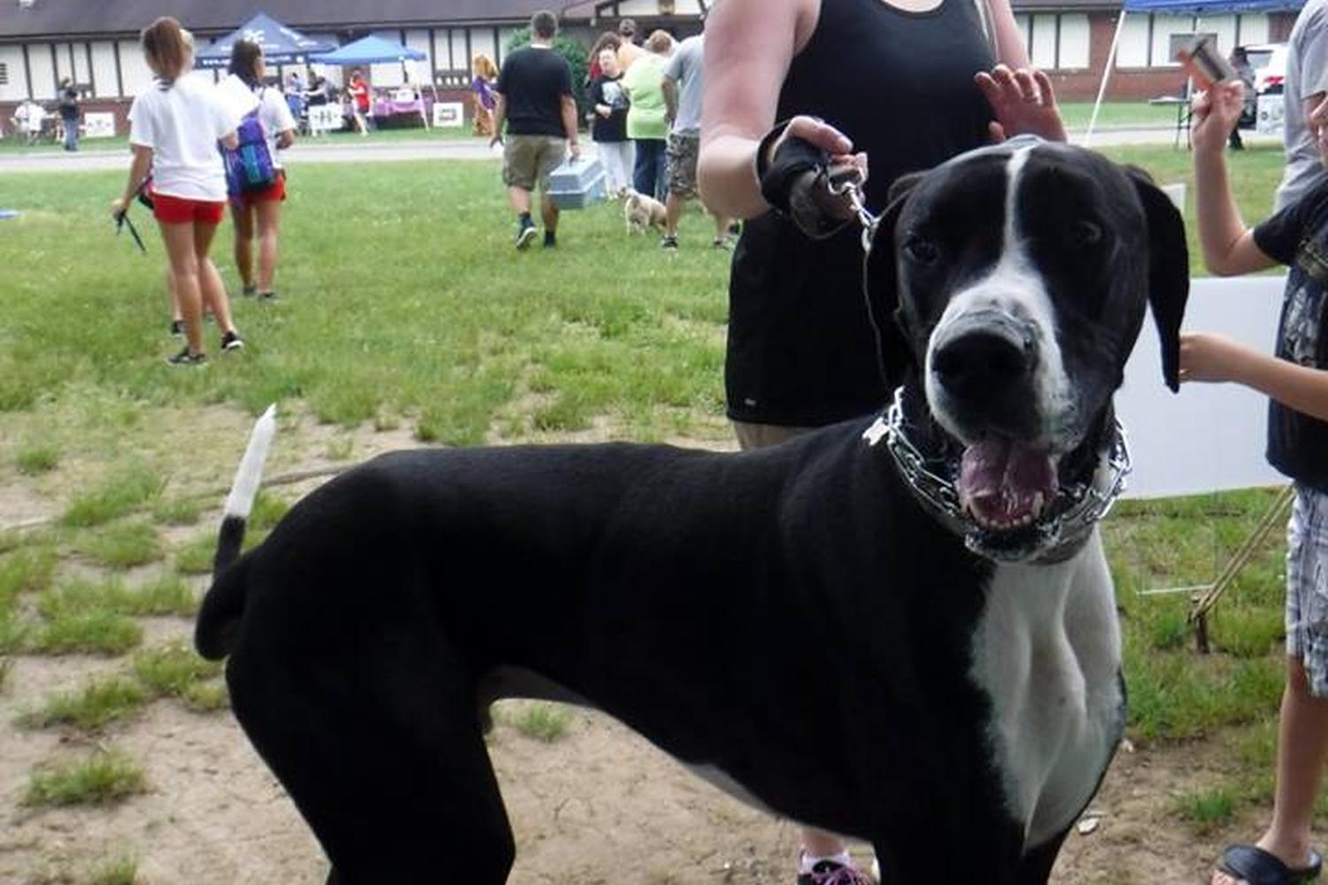 Boxers Bed & Biscuits 1