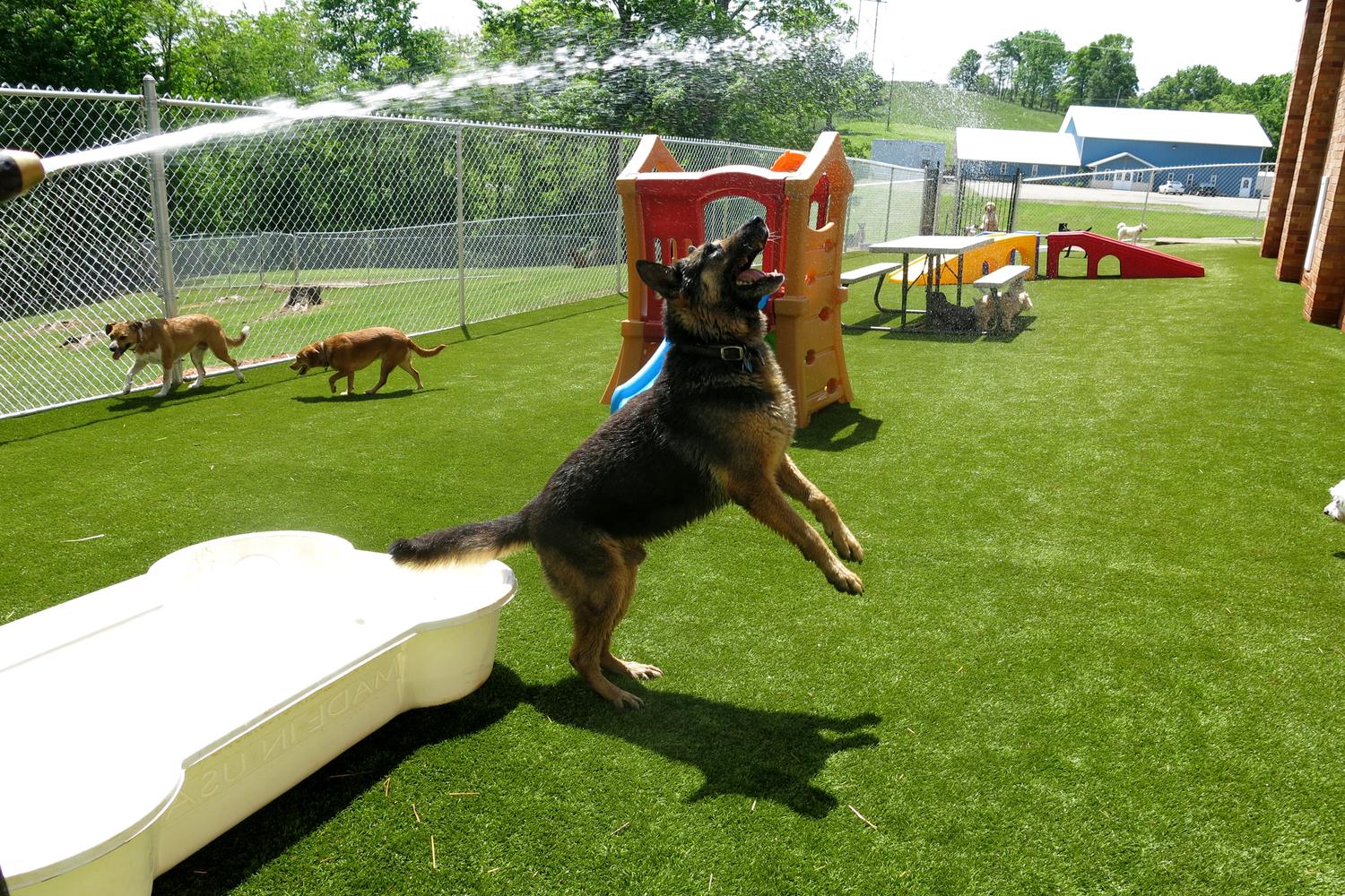 Boxers Bed & Biscuits 5