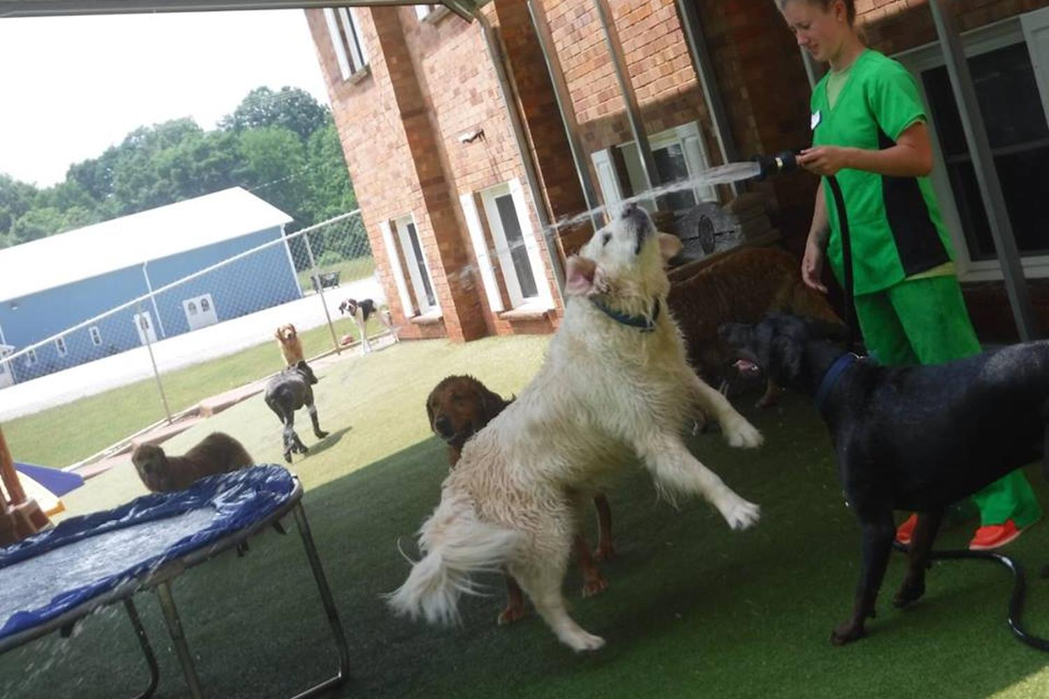 Boxers Bed & Biscuits 4