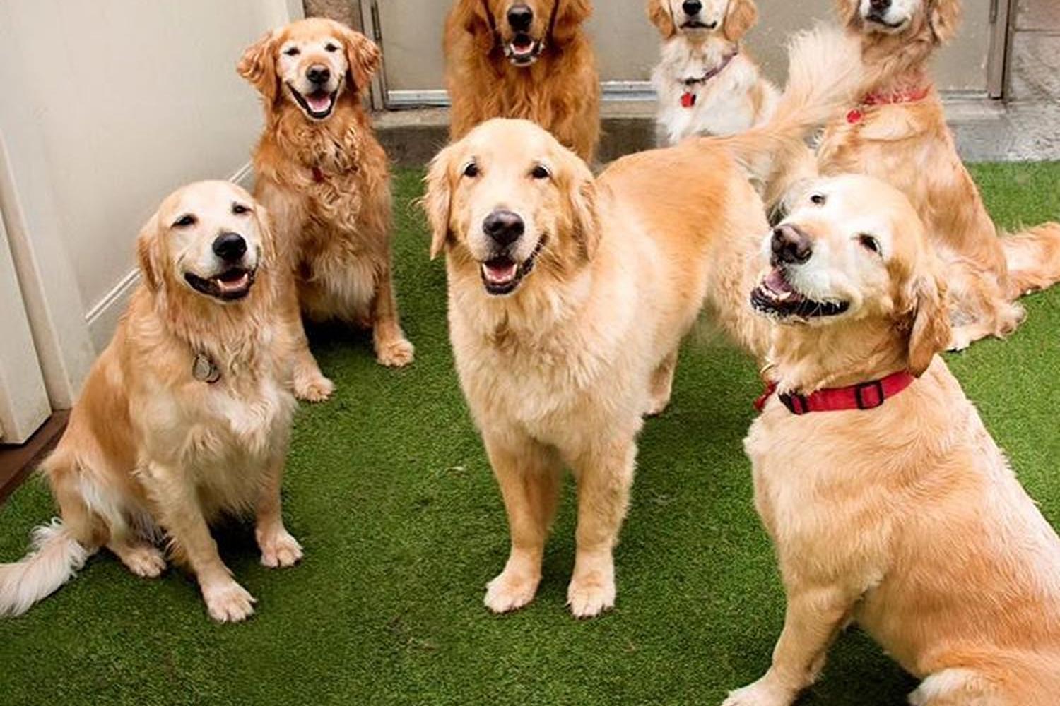 Camp Bow Wow Durham 1