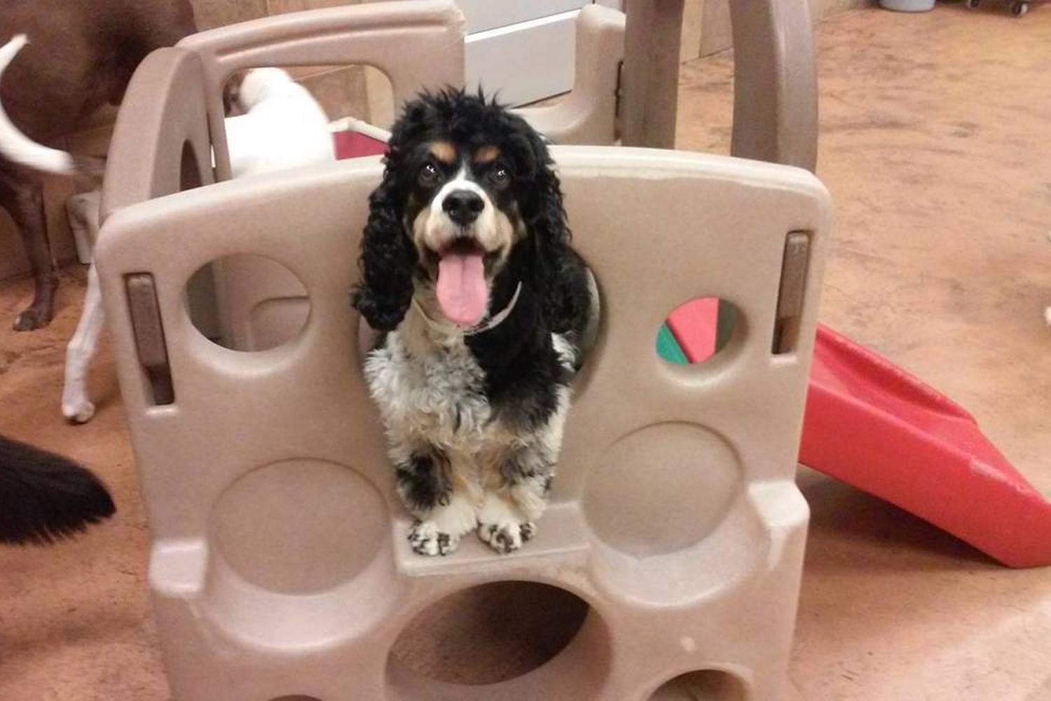 PetsHotel Folsom 6