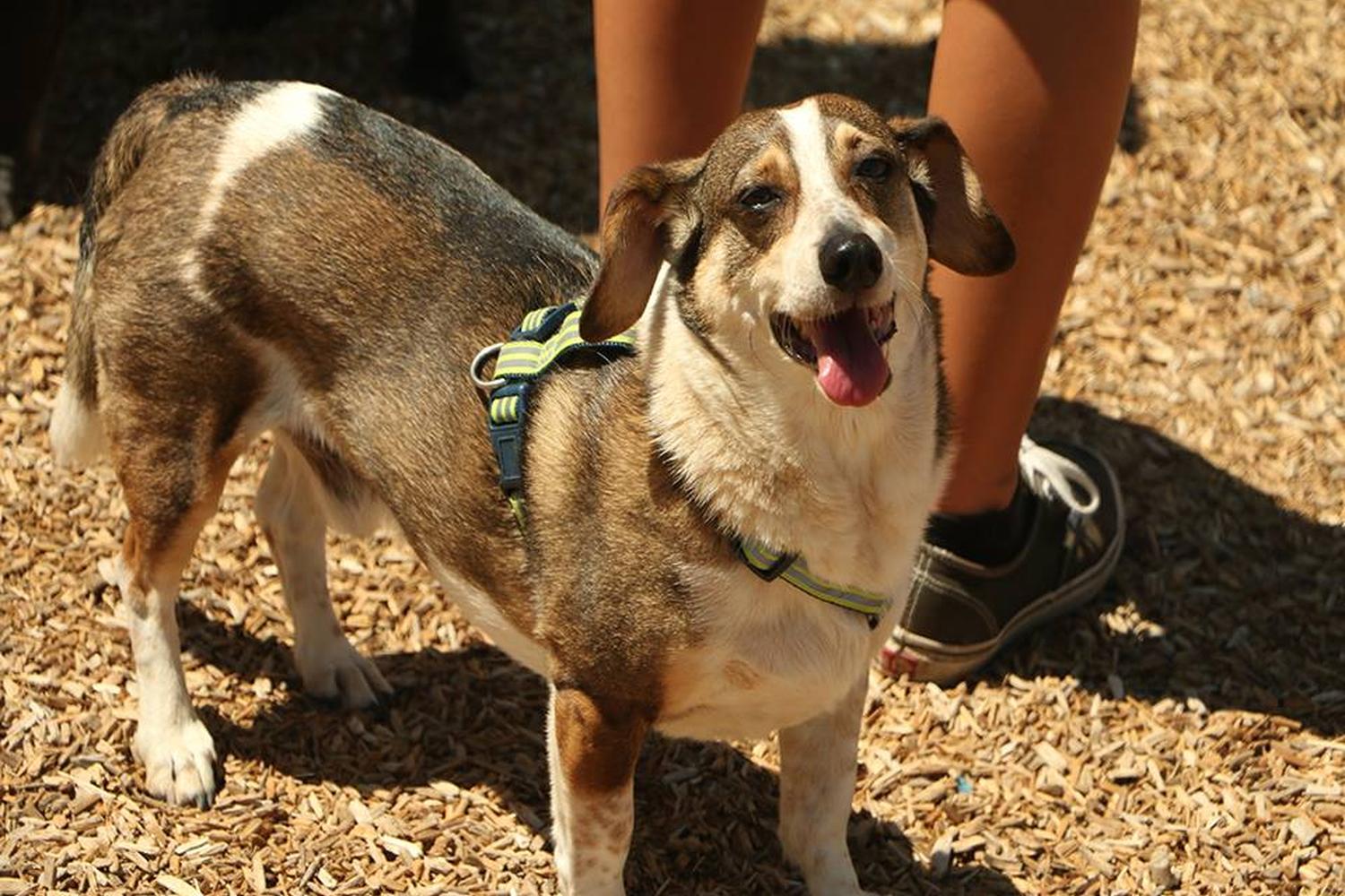 Pantera Dog Park 4