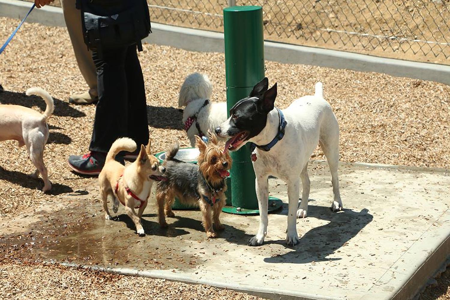 Pantera Dog Park 1