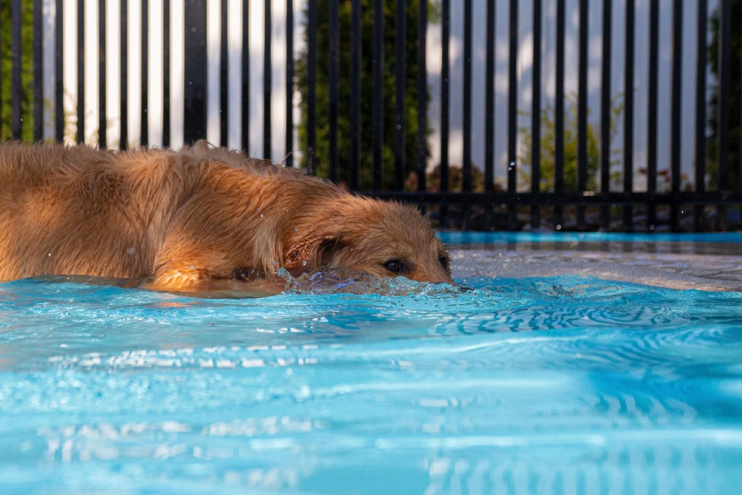 Puptown Charlotte 4