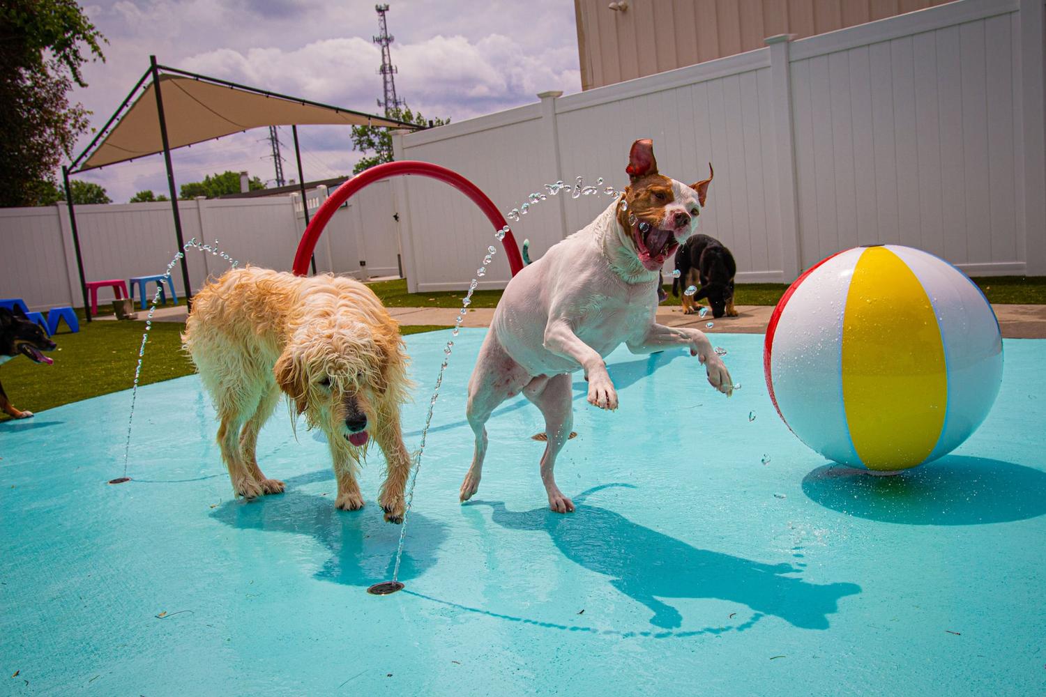 Puptown Charlotte 0