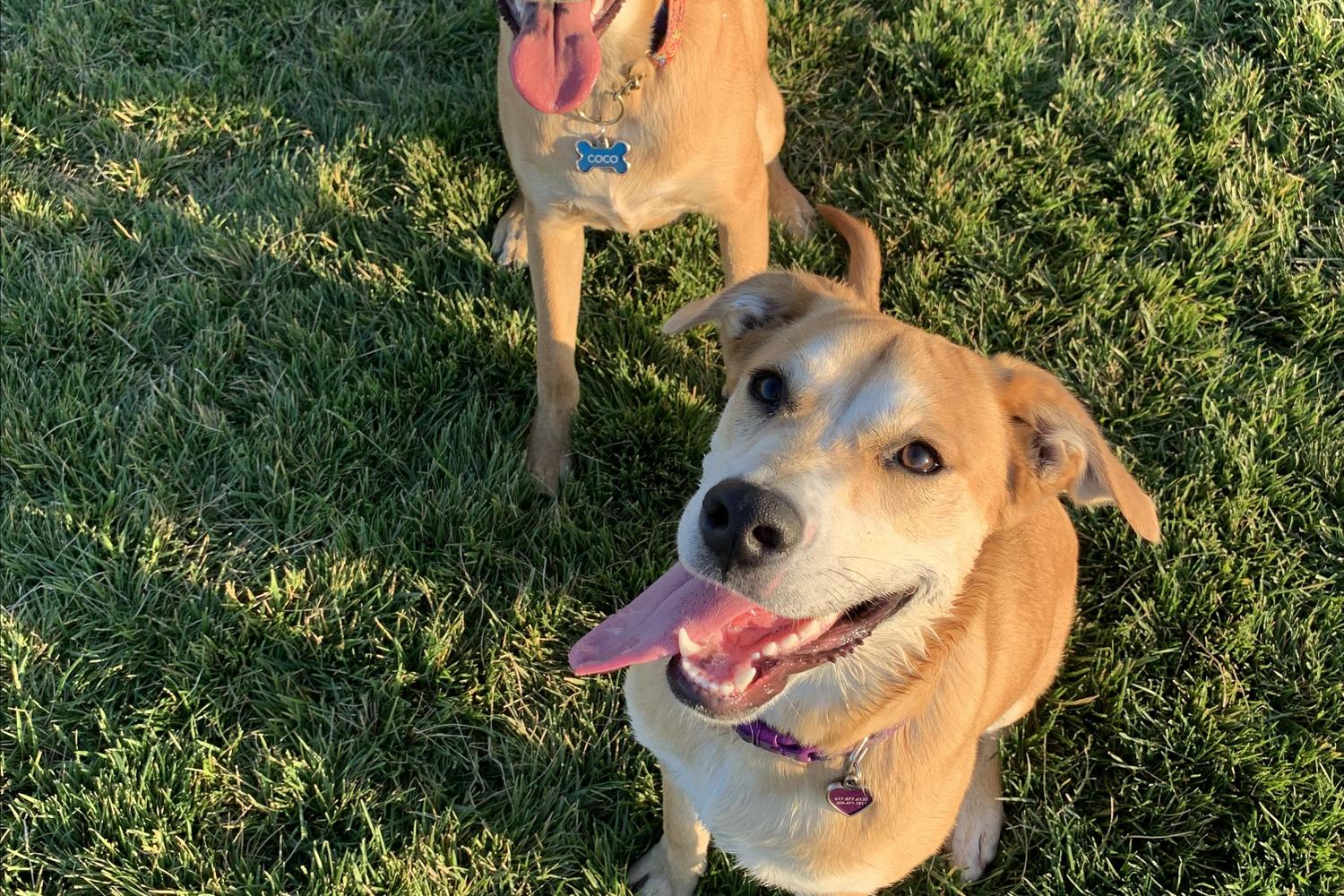 Blackbird Park Dog Park 2