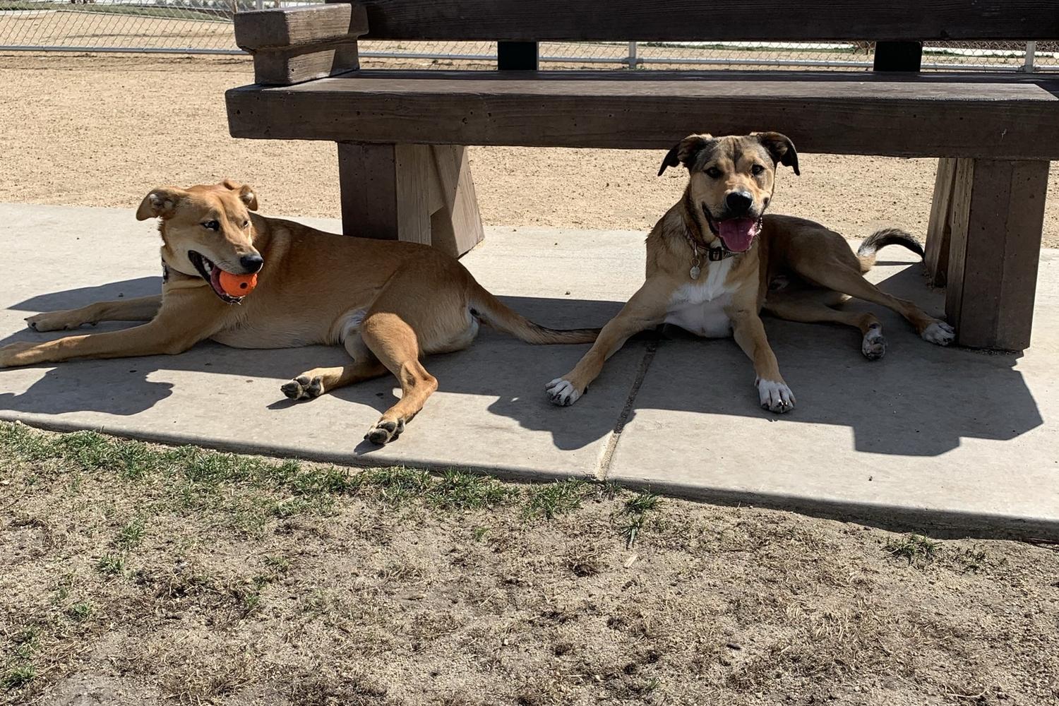 Blackbird Park Dog Park 1