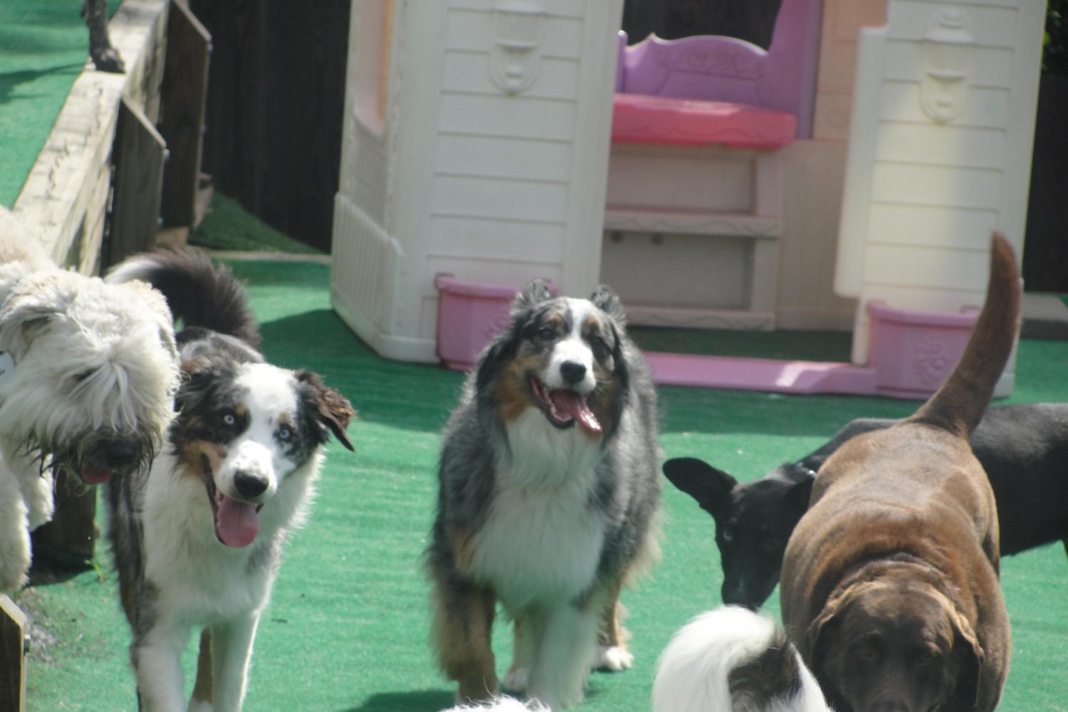 Best Friends Fur Ever  4