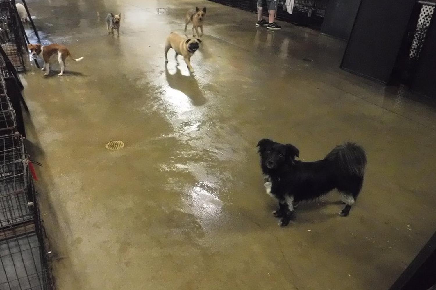 Best Friends Fur Ever  2