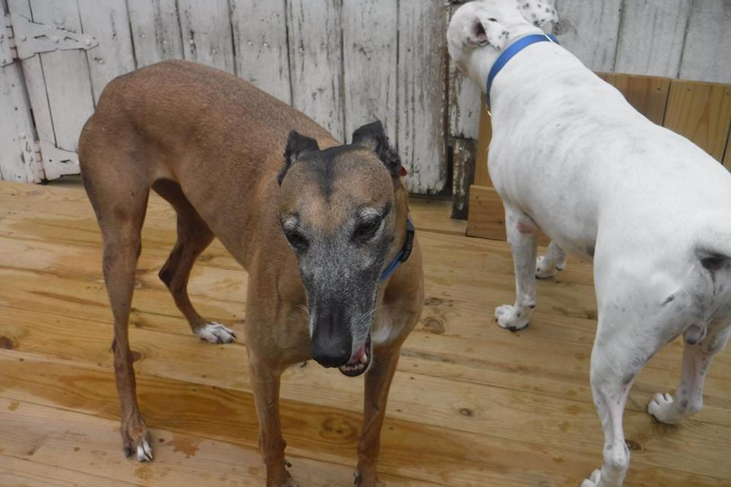 Best Friends Fur Ever  1