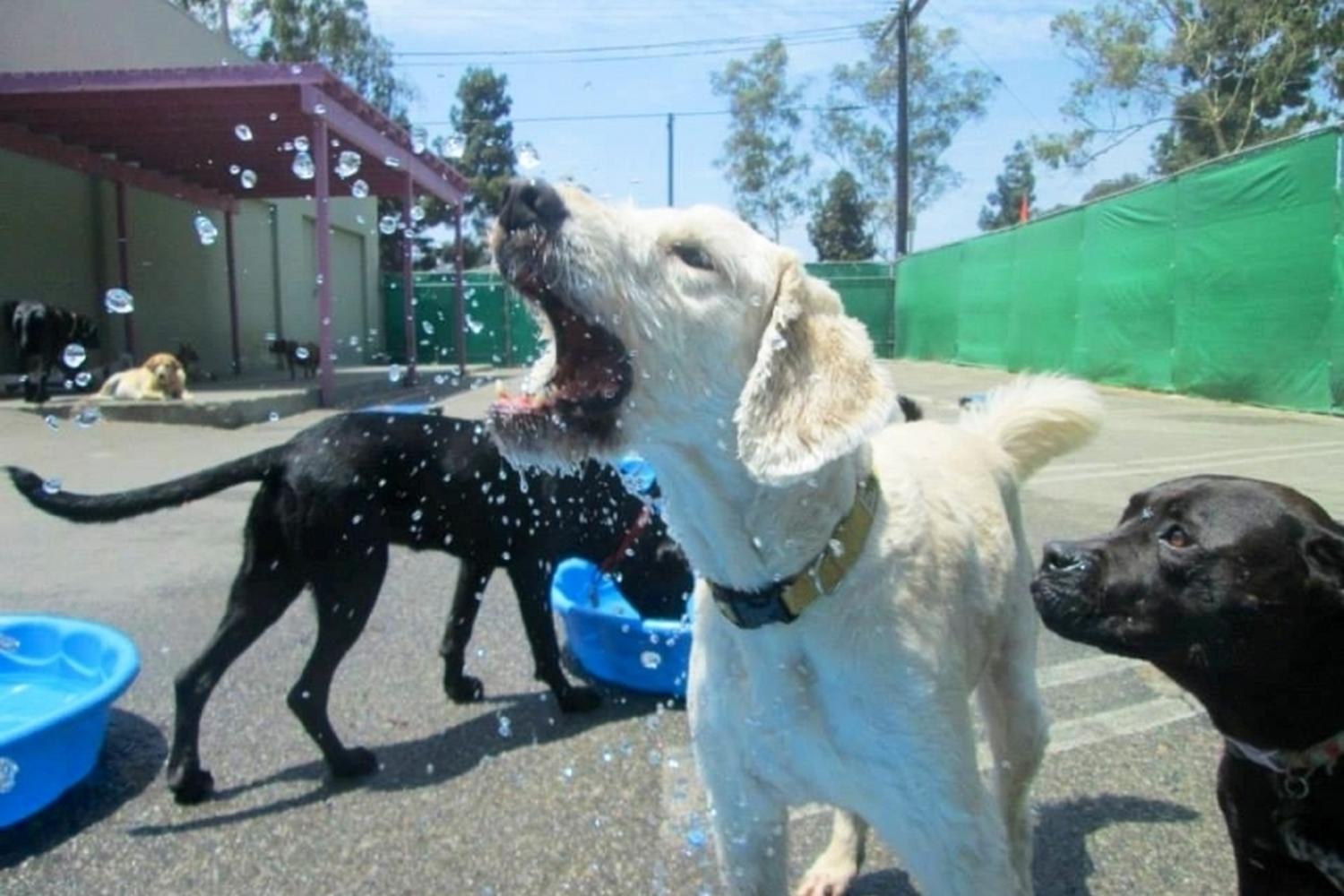 Club Fido Dog Daycare & Boarding 3