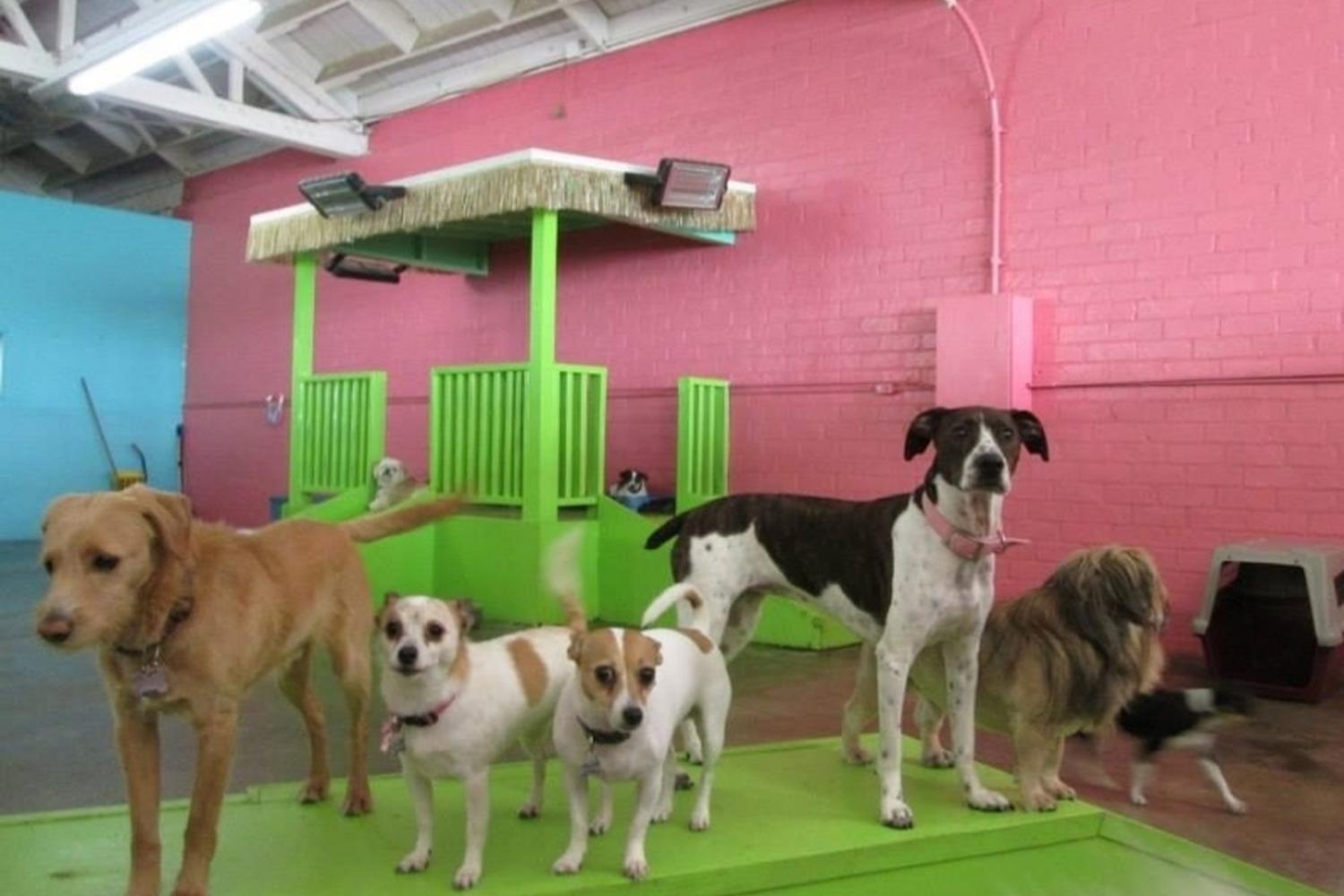 Club Fido Dog Daycare & Boarding 0