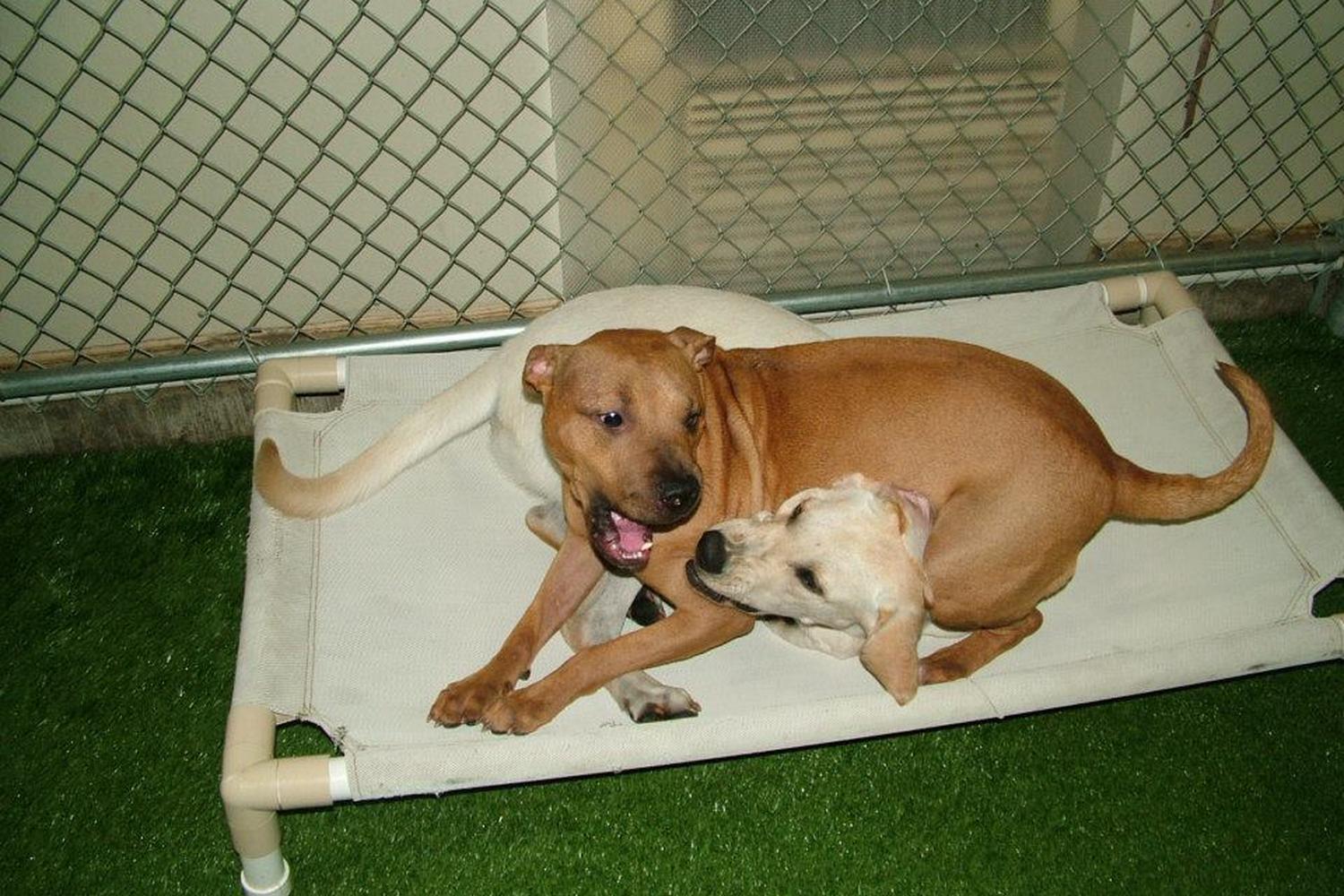 Caroline's Pampered Pet Motel 2