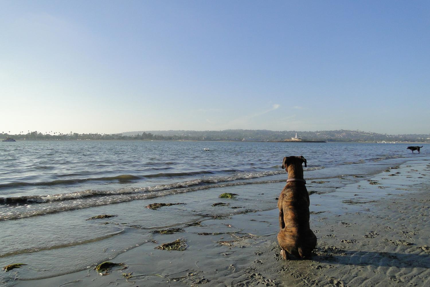 Fiesta Island Park 16
