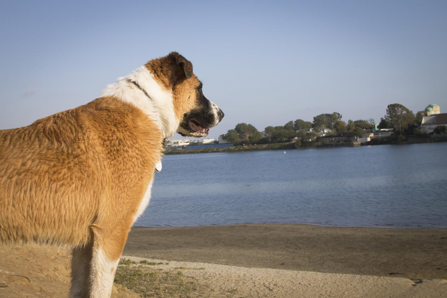 Fiesta Island Park 7