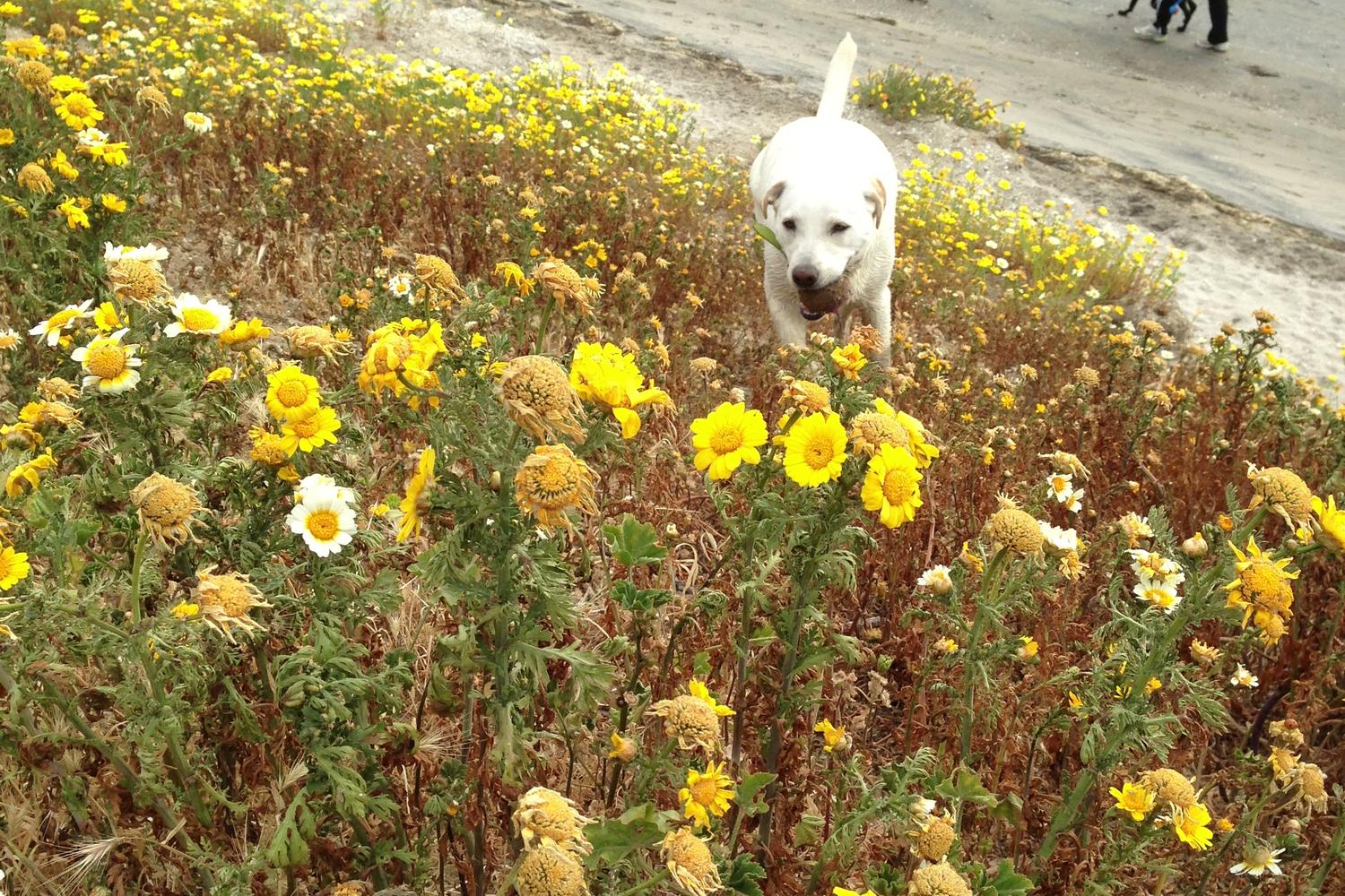 Fiesta Island Park 11