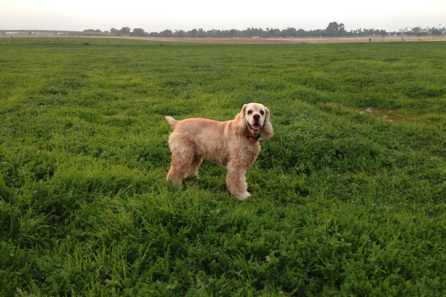 Fiesta Island Park 14
