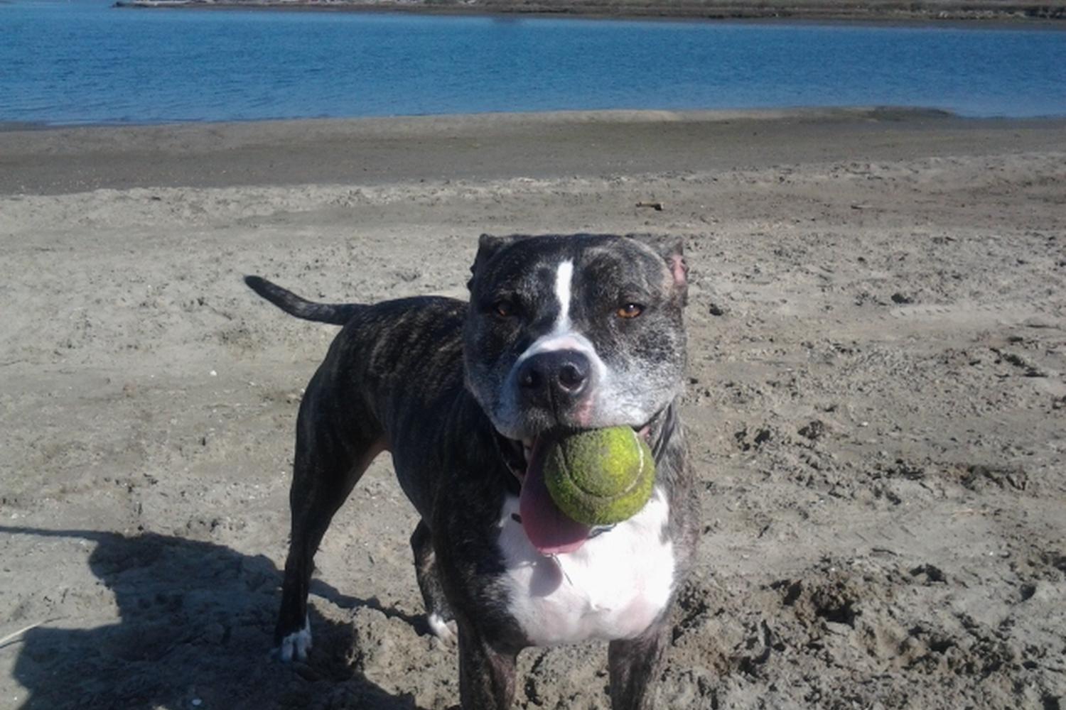 Fiesta Island Park 6