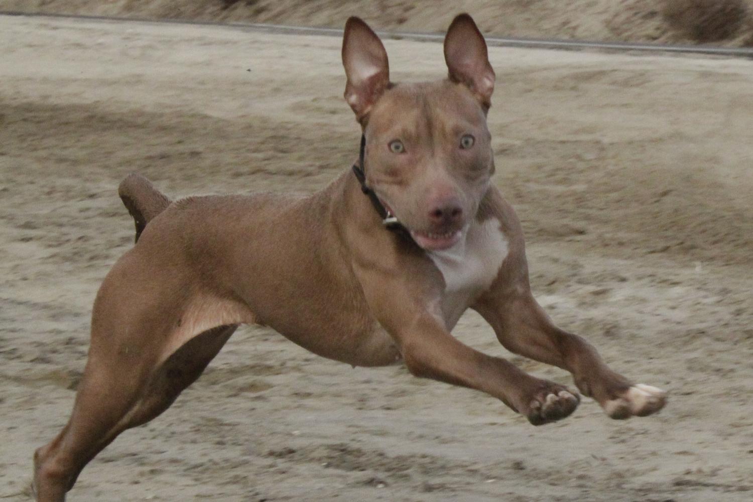 Fiesta Island Park 9