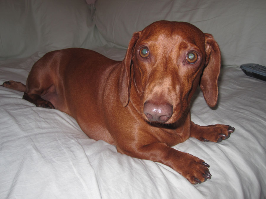 Cuddles and Tails Pet Services 0