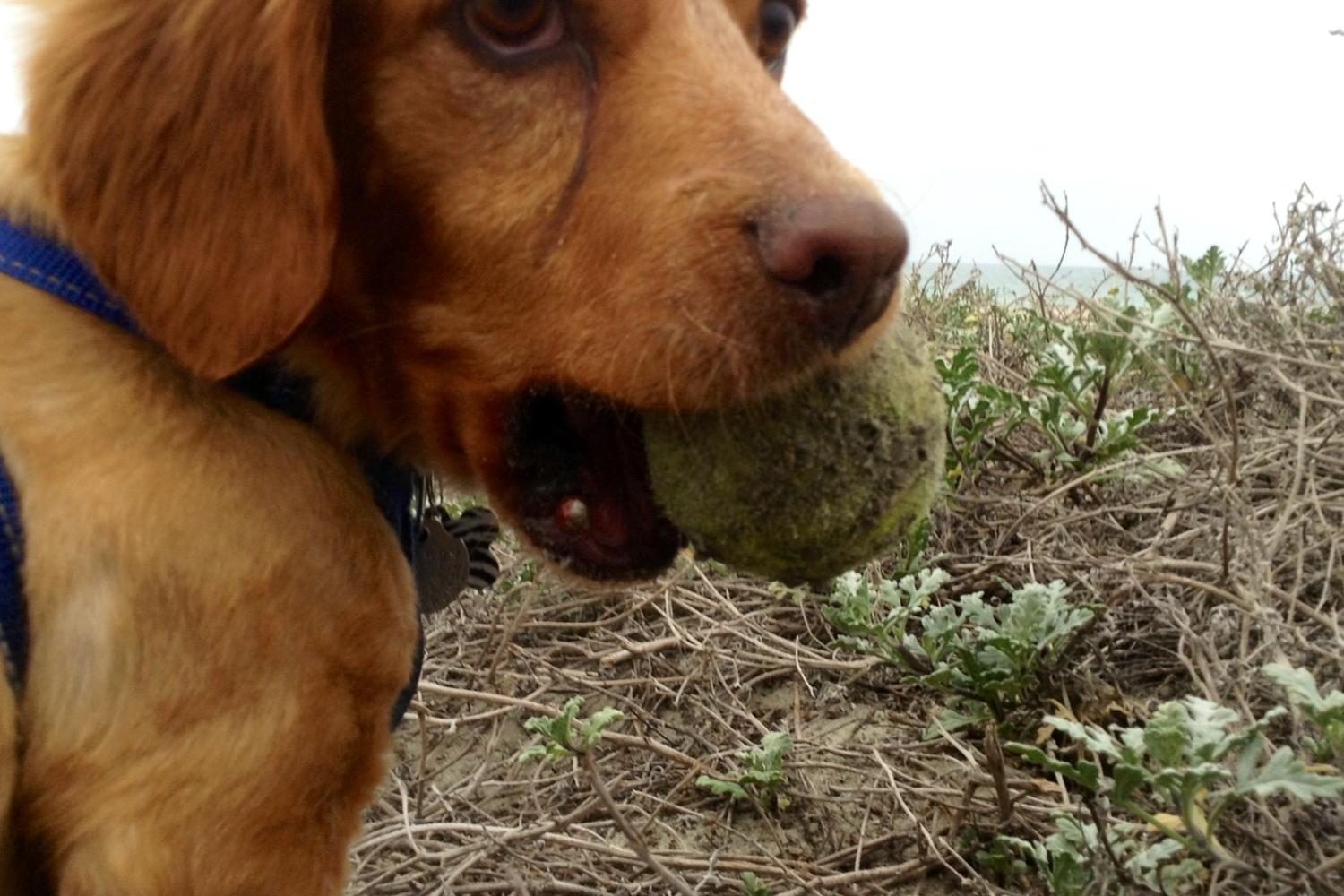 Coronado Dog Beach 1