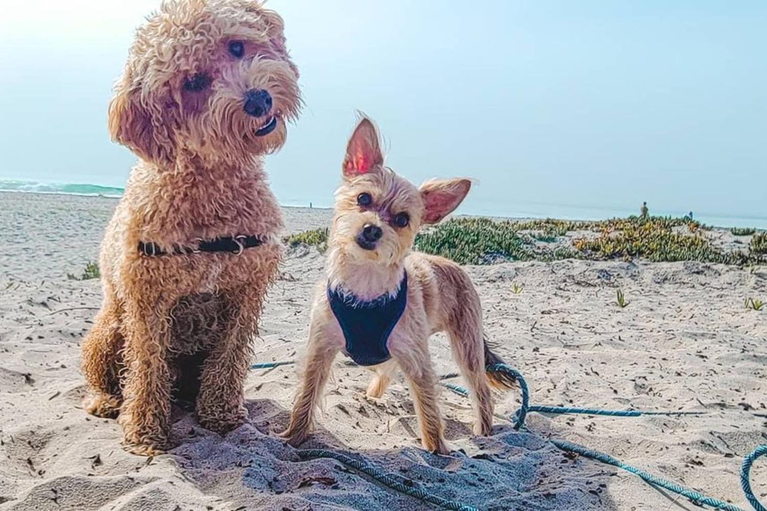Coronado Dog Beach 5