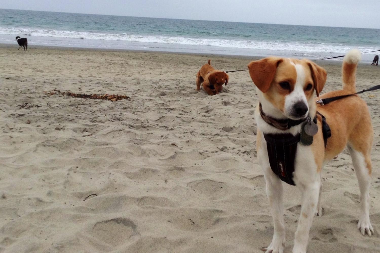 Coronado Dog Beach 2