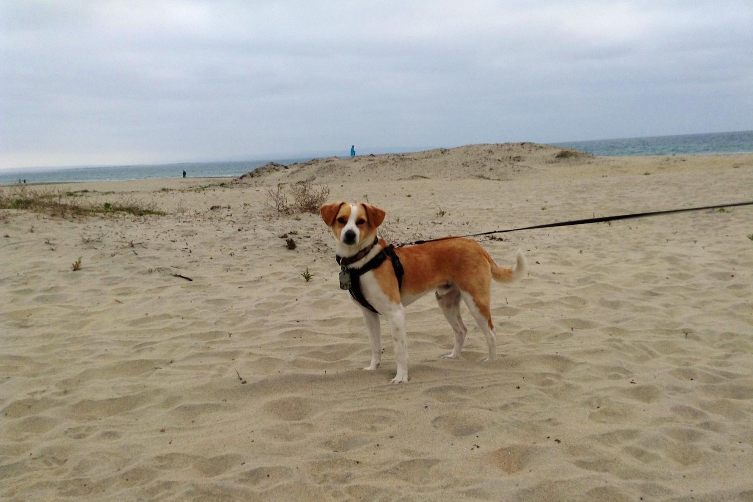 Coronado Dog Beach 0