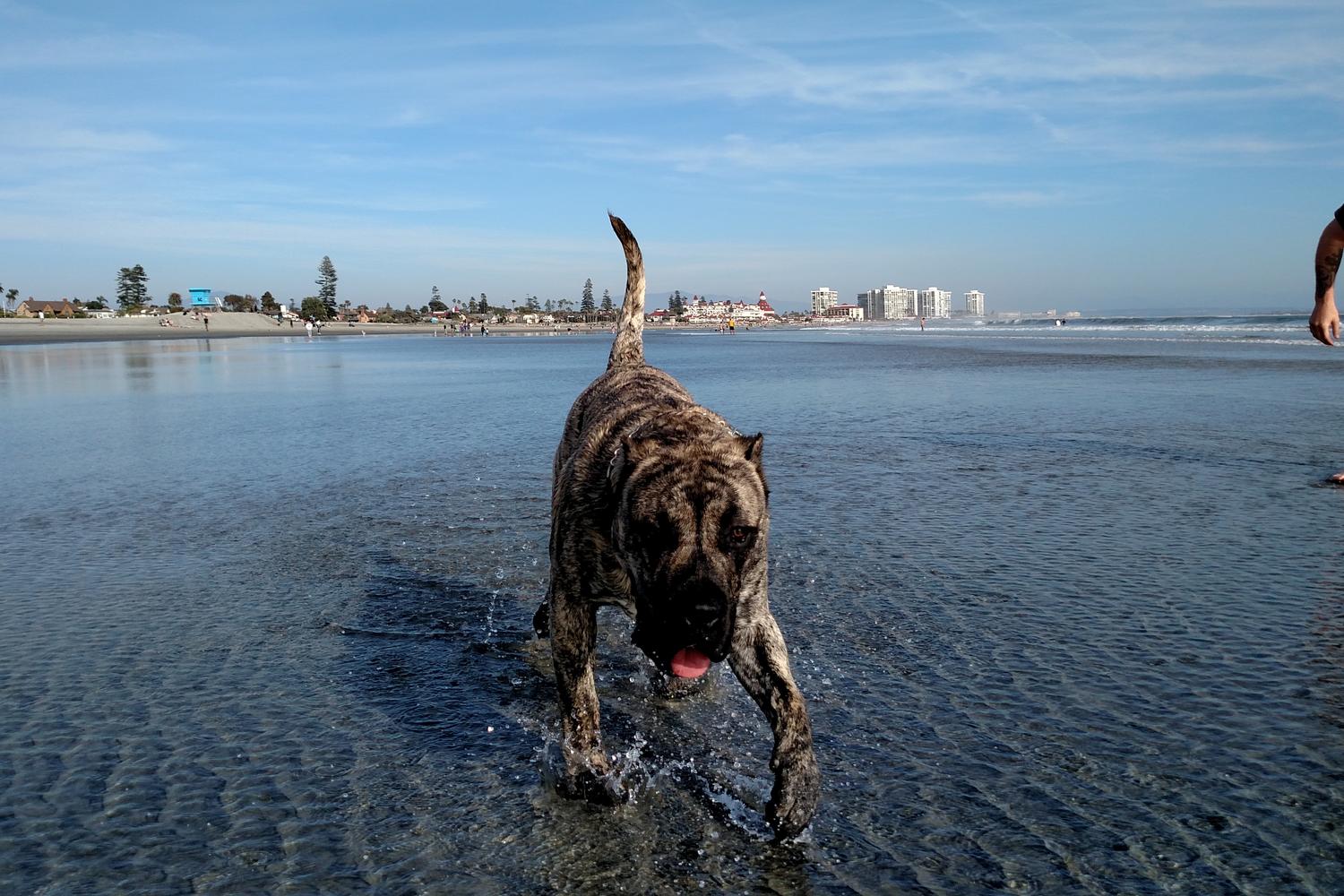 Coronado Dog Beach 3
