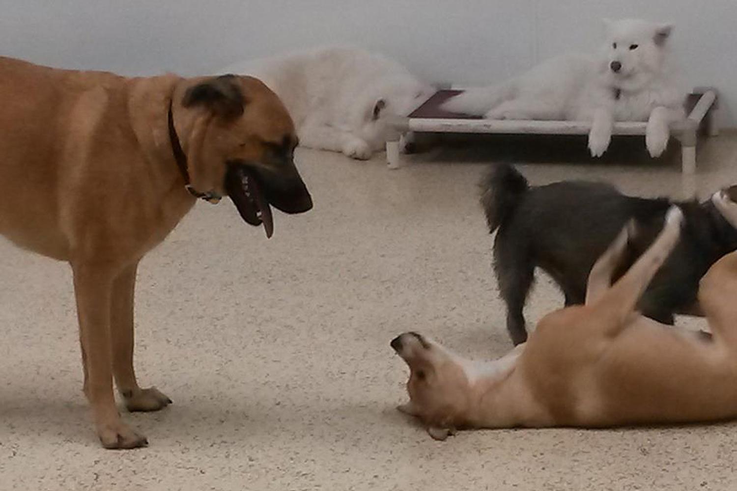 Four Paws Daycare 5