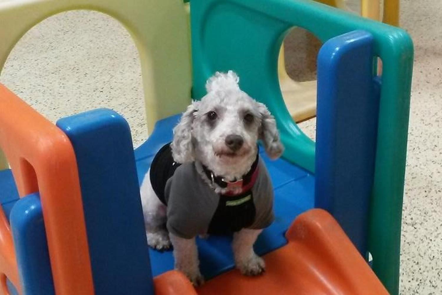 Four Paws Daycare 4