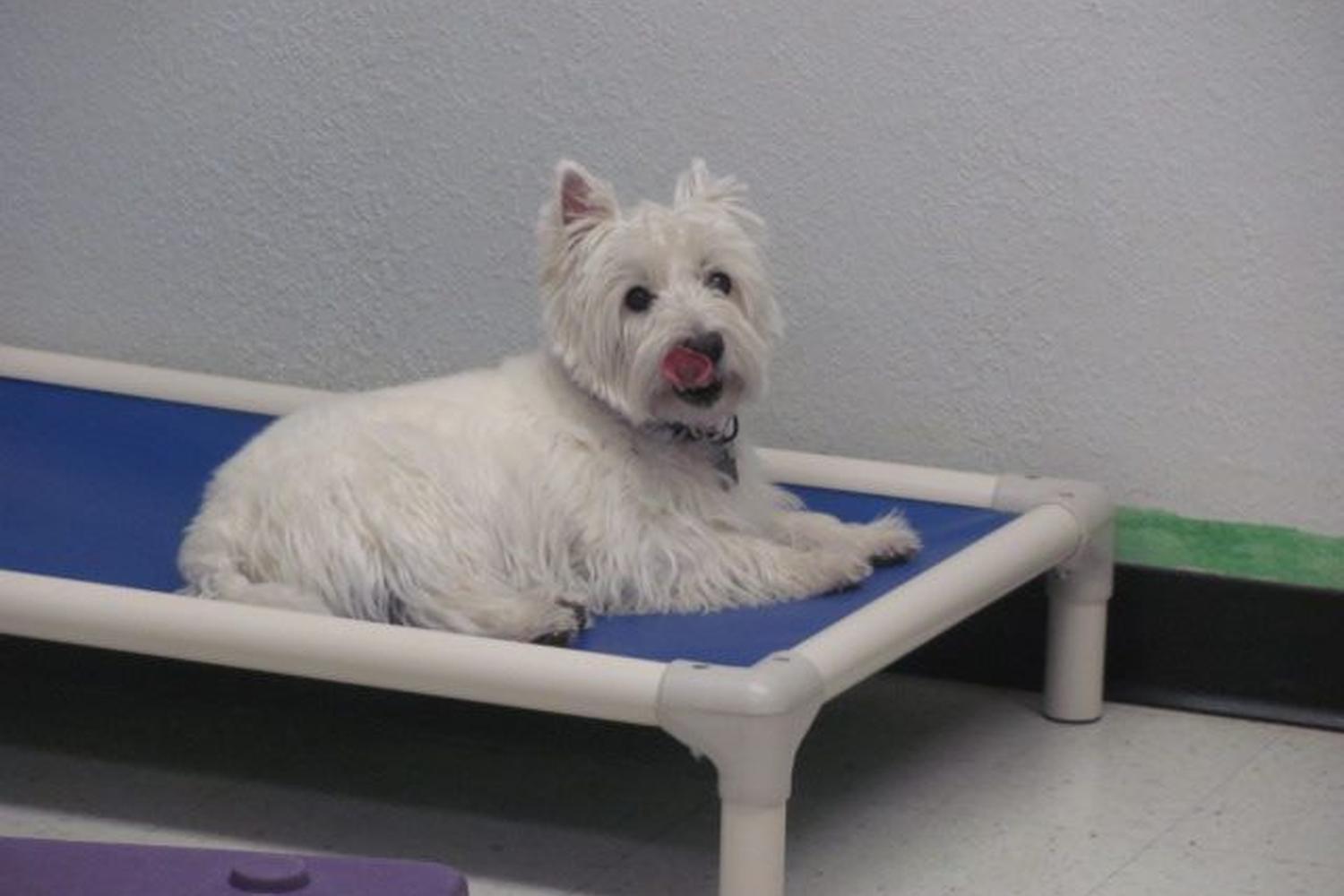 MrsDoolittle's Pet Stay N Play 4