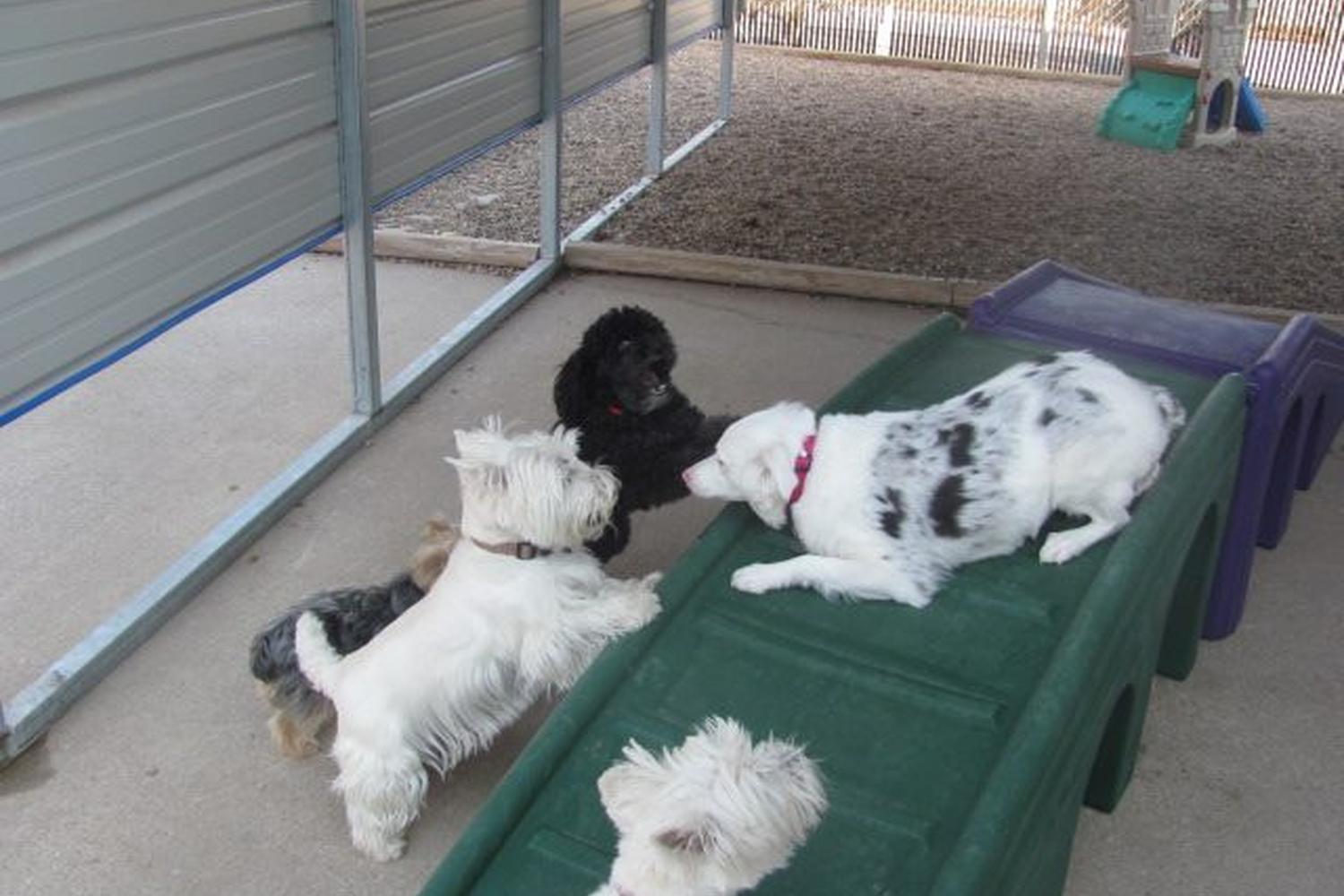 MrsDoolittle's Pet Stay N Play 5